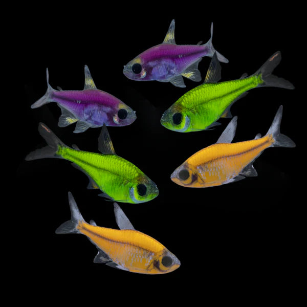 Glo Pristella Tetra (couleurs assorties)