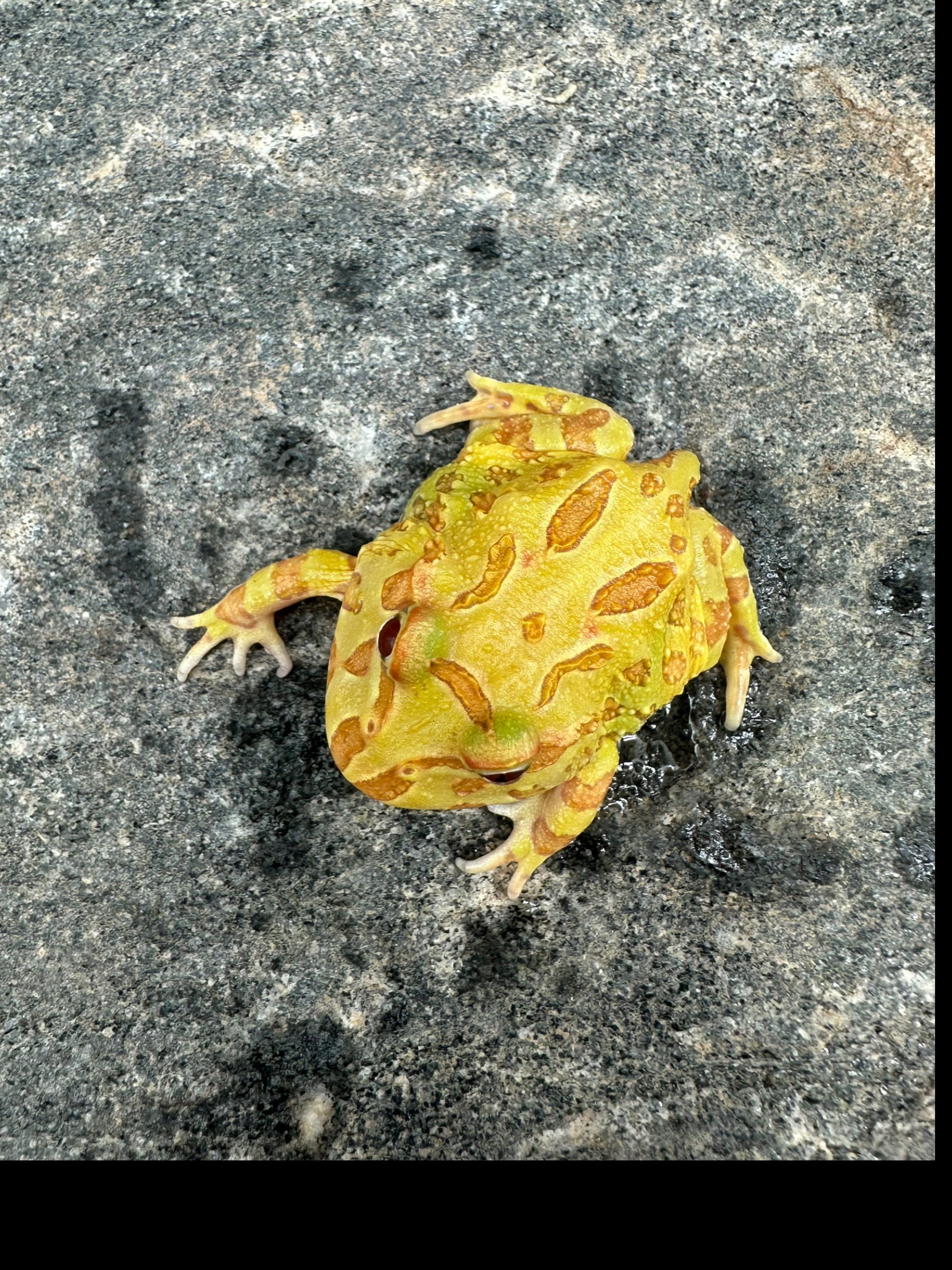 Pacman Frog (Albino)