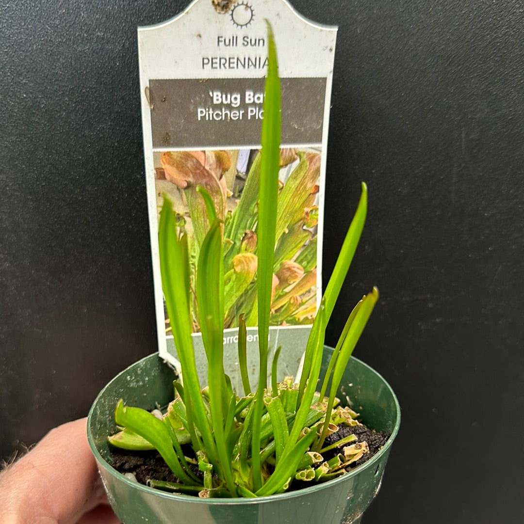 Chauve-souris punaise Sarracenia