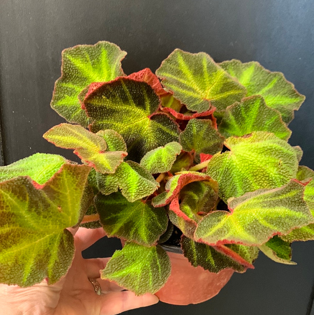 Bégonia soli-mutata