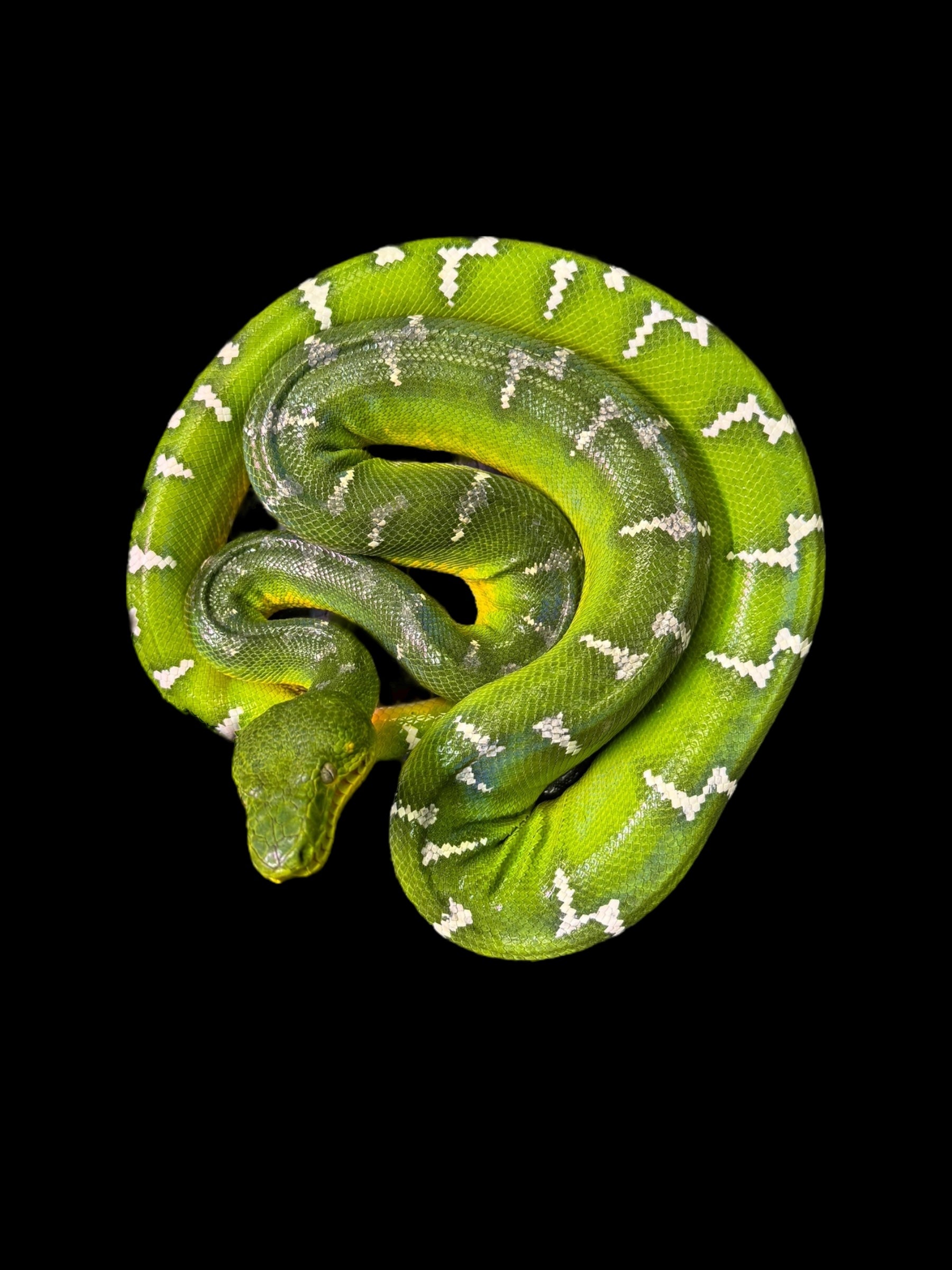 Emerald Tree Boa (Guyana)