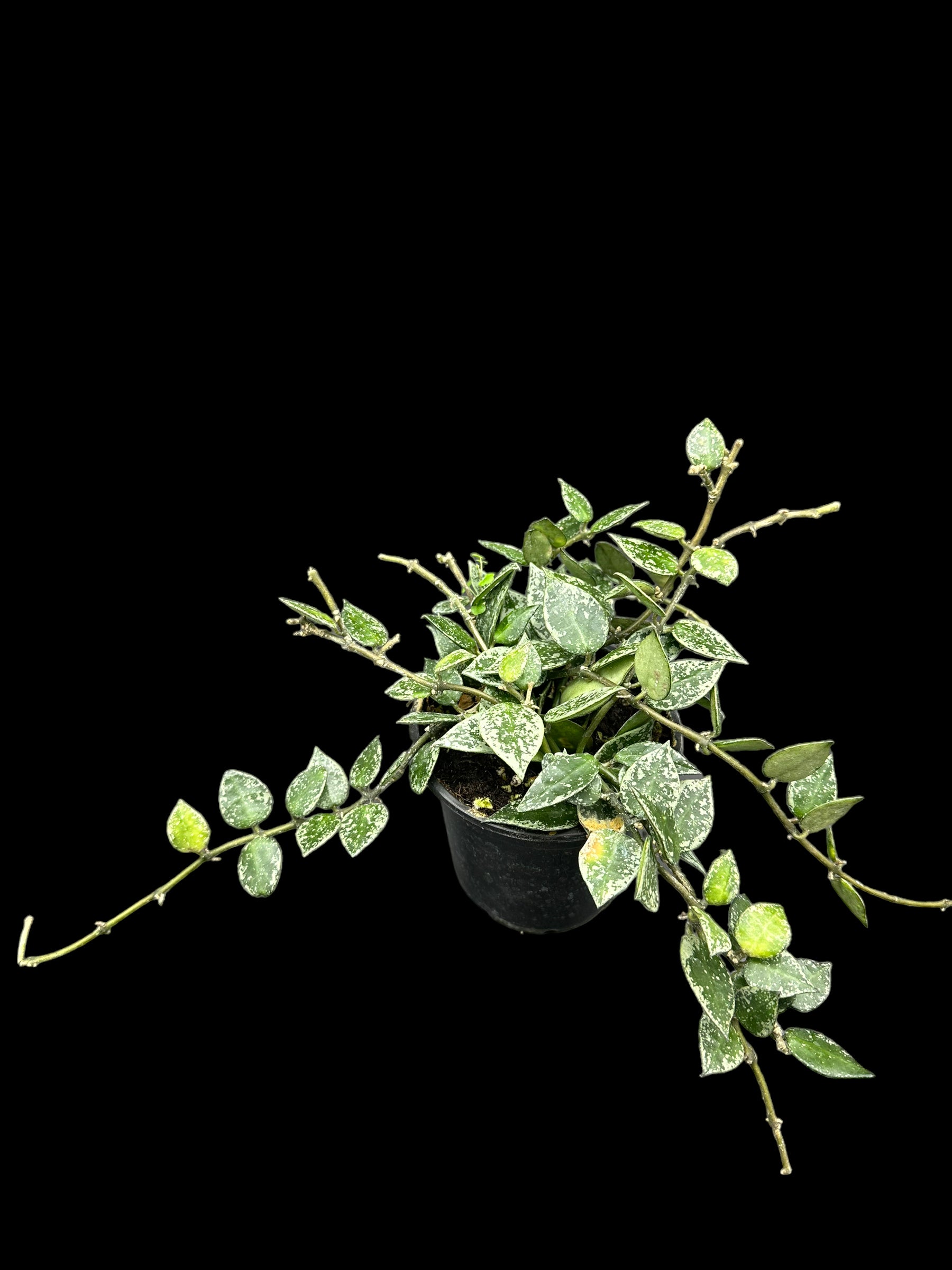 Hoya krohnihana Splash