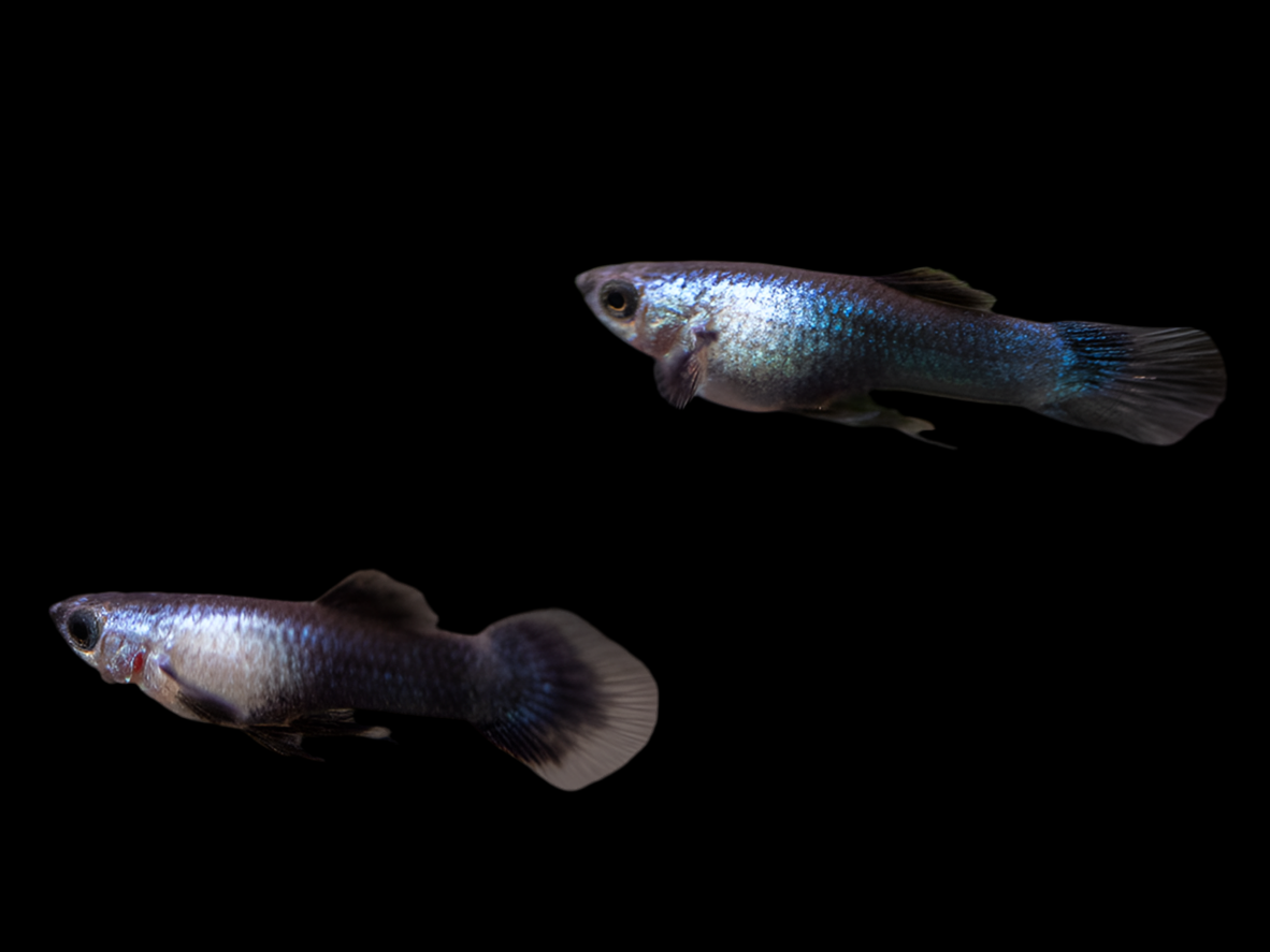 Panda Guppy (mâles uniquement)