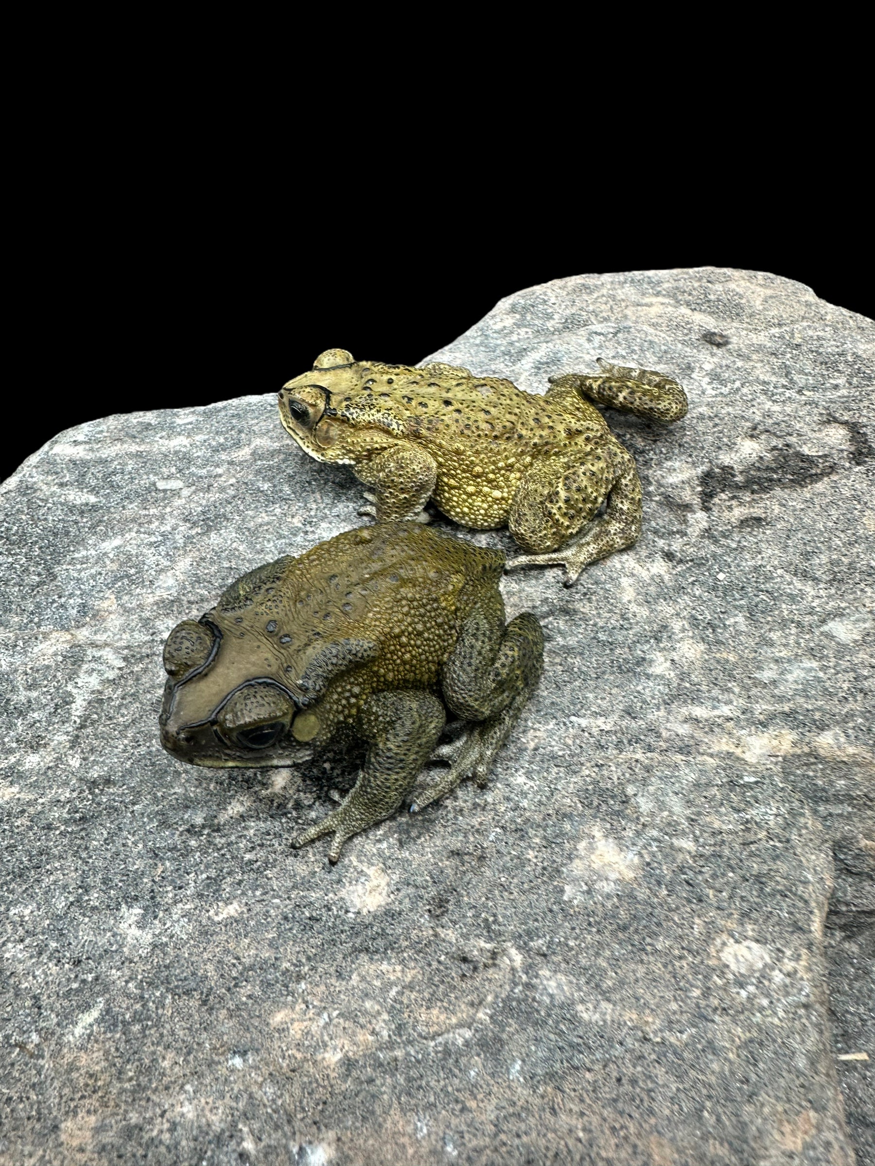 Asian Black Spined Toad
