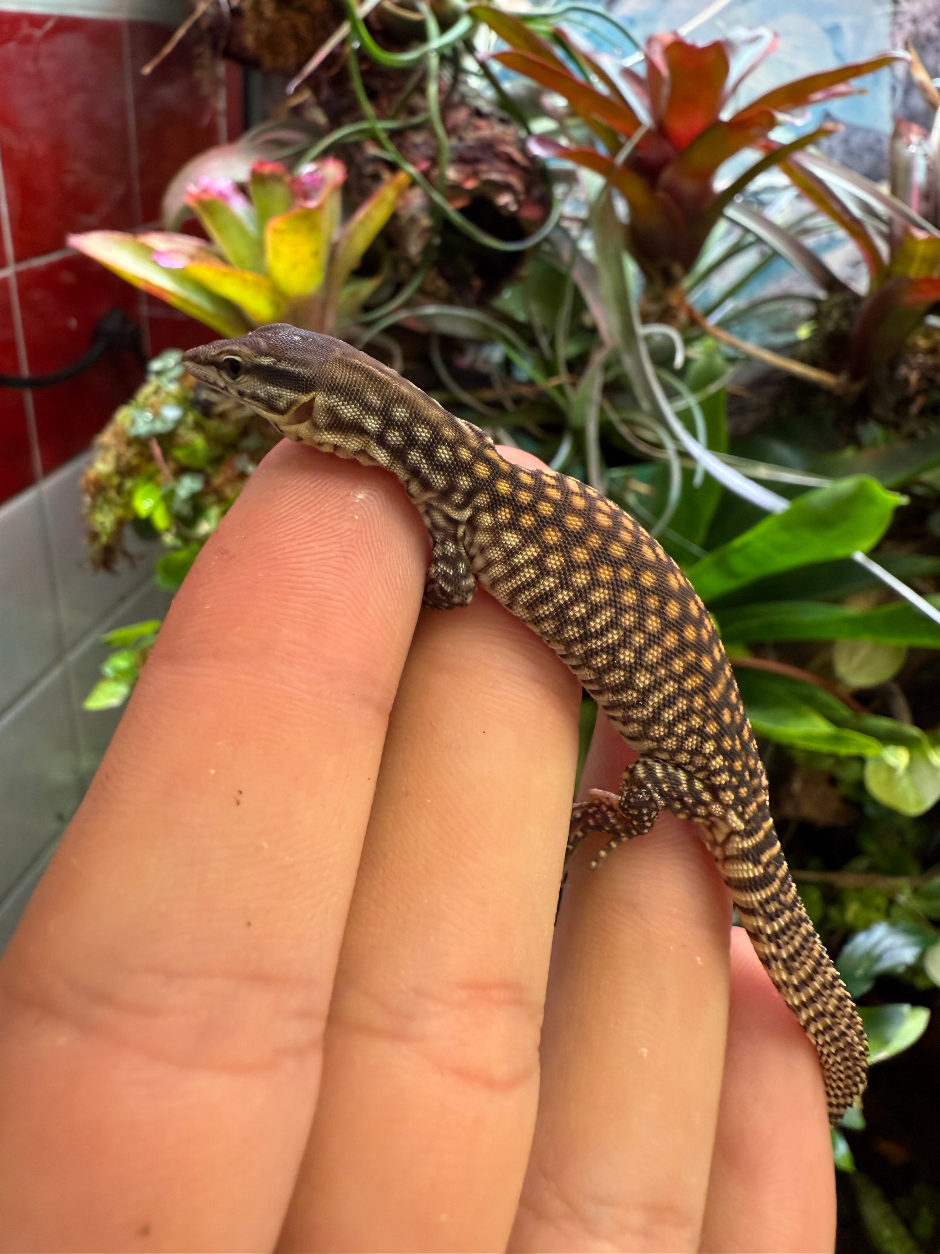 Yellow Ackie Monitor (Varanus acanthurus)