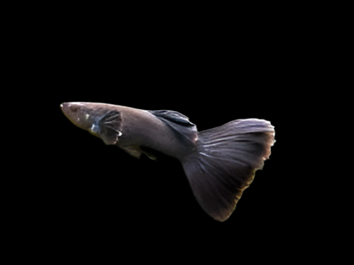 Full Black Guppy