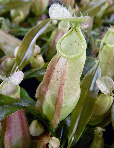 Nepenthes rafflesiana Brunei Nivea