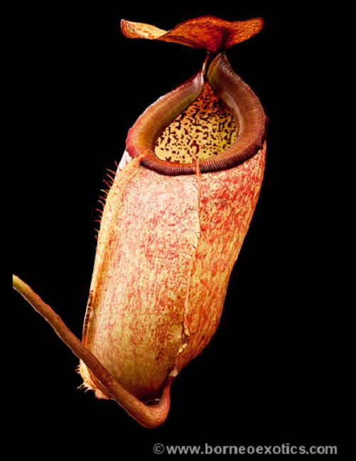 Nepenthes merrilliana