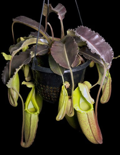 Nepenthes maxima