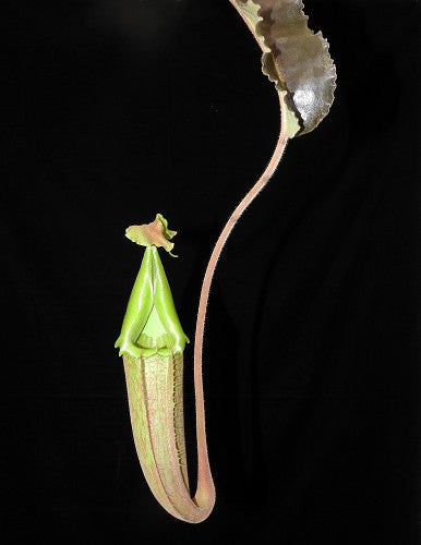 Nepenthes maxima