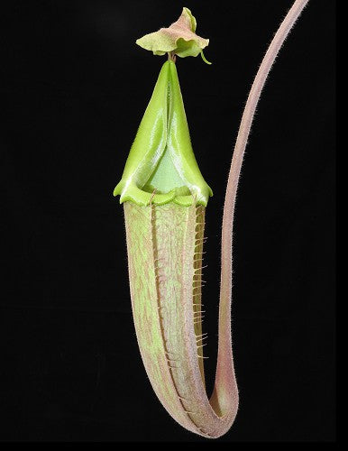 Nepenthes maxima
