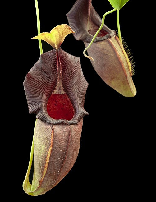 Nepenthes ovata