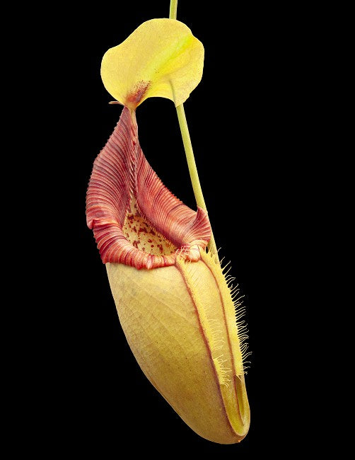 Nepenthes ovata