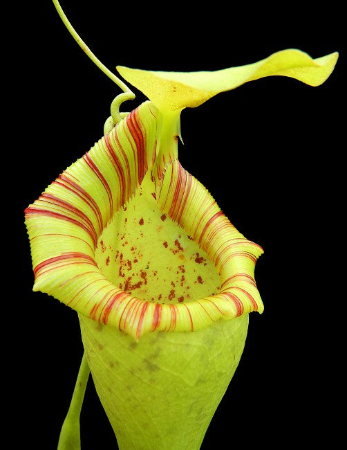 Nepenthes ovata