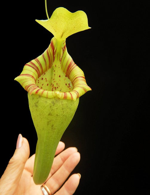 Nepenthes ovata