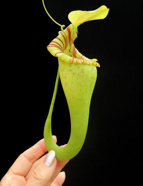 Nepenthes ovata