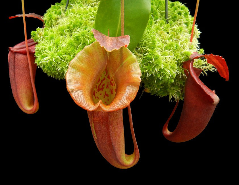 Nepenthes robcantleyi x jacquelinae