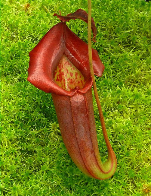 Nepenthes robcantleyi x jacquelinae