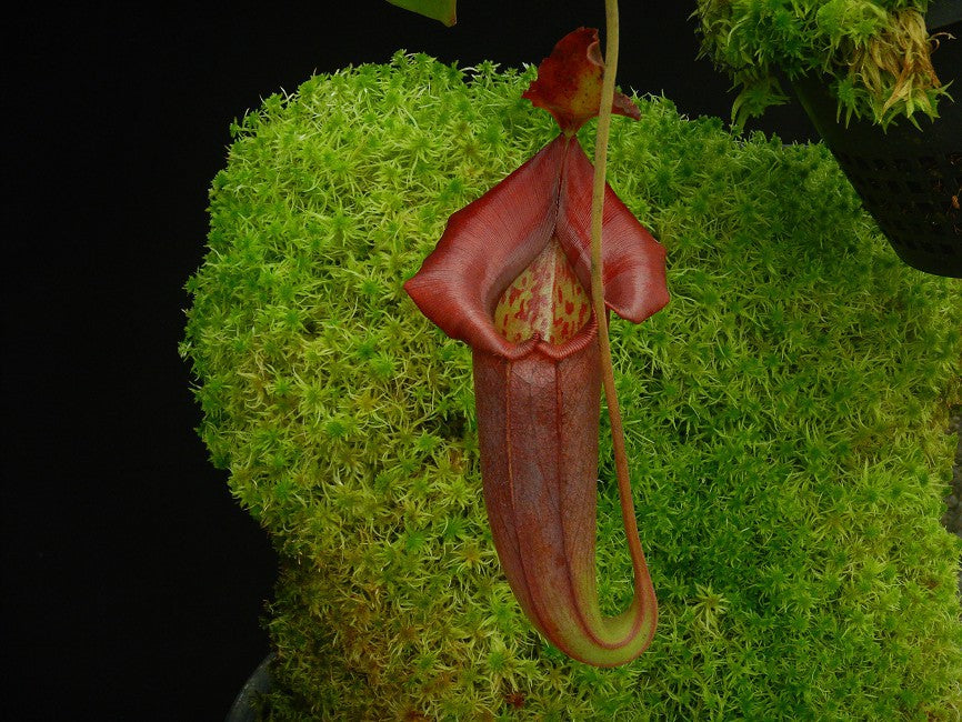 Nepenthes robcantleyi x jacquelinae