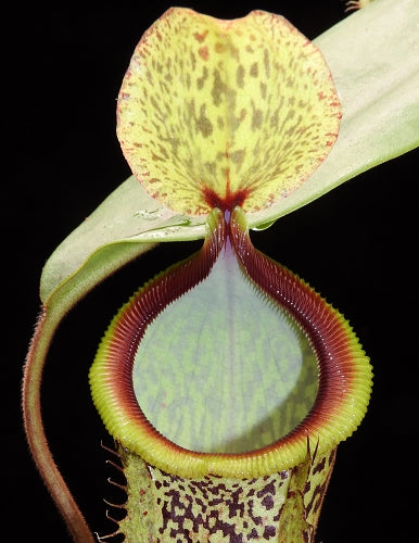 Nepenthes hamata x platychila