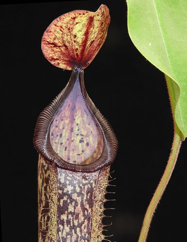 Nepenthes hamata x platychila