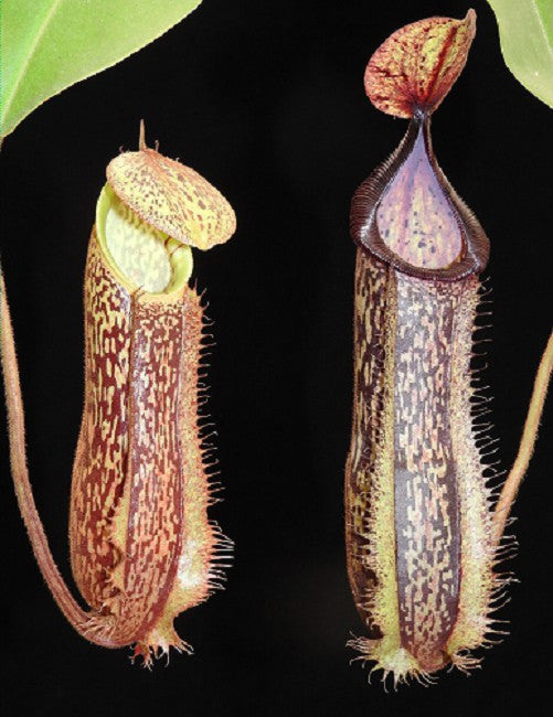 Nepenthes hamata x platychila