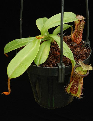 Nepenthes hamata x platychila