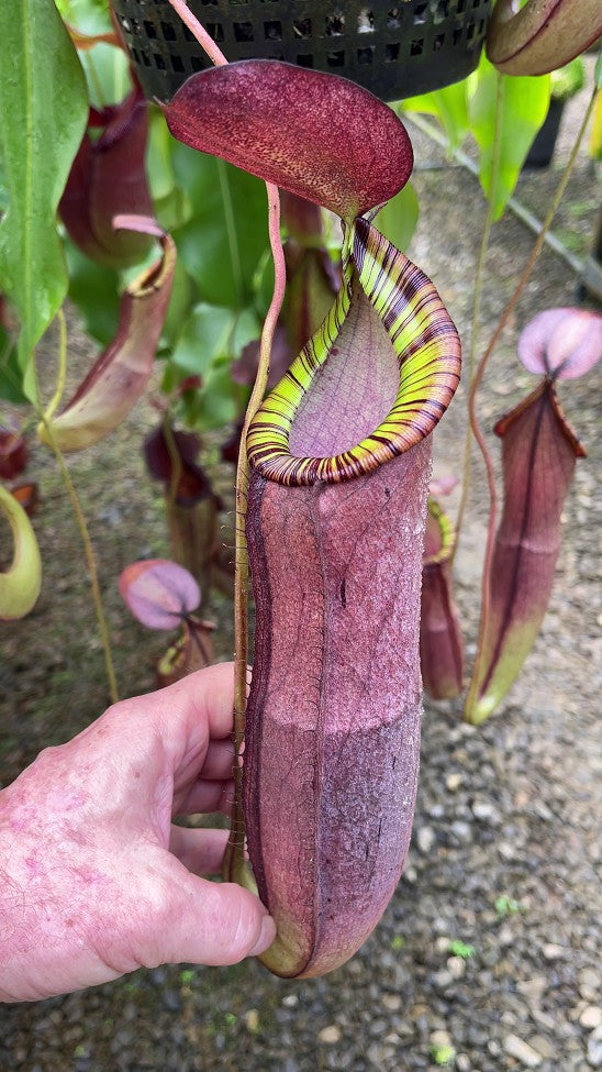 Nepenthes spectabilis x mirabilis var globosa