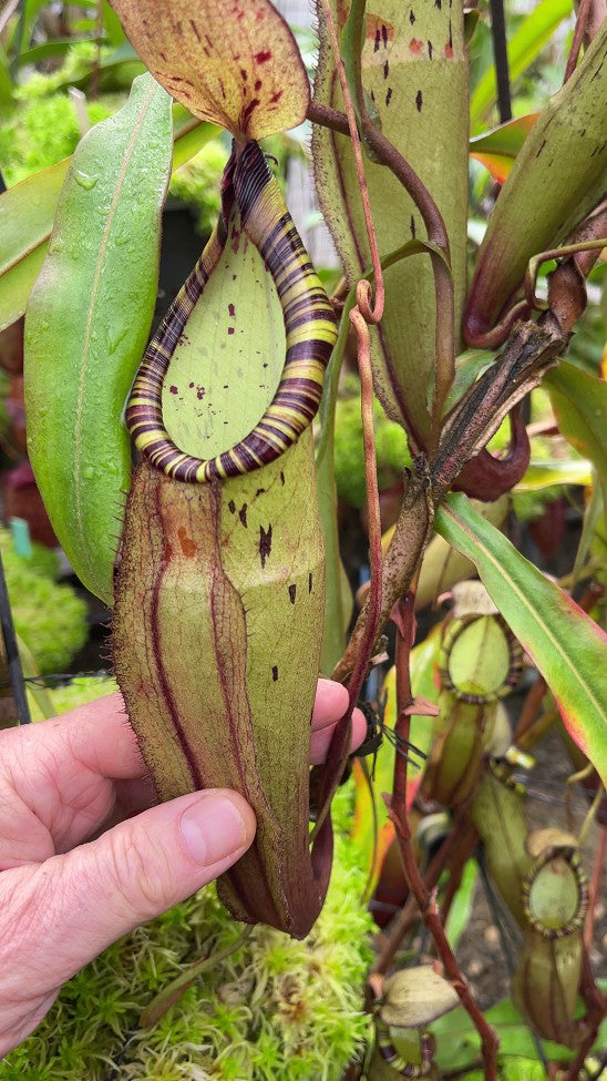 Nepenthes spectabilis x mirabilis var globosa