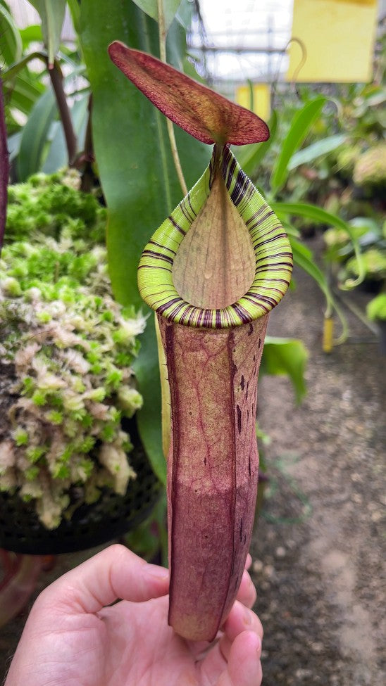 Nepenthes spectabilis x mirabilis var globosa