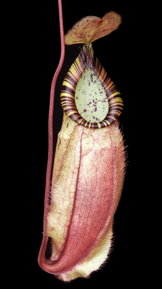 Nepenthes spectabilis x mirabilis var globosa