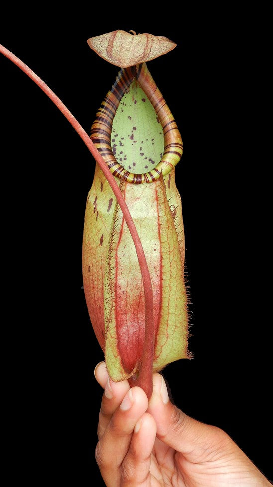 Nepenthes spectabilis x mirabilis var globosa