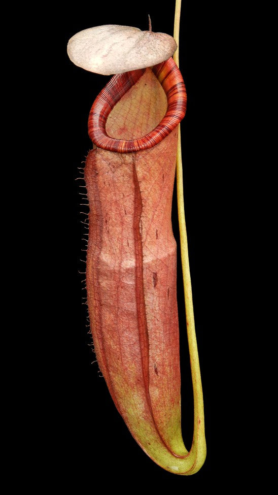 Nepenthes spectabilis x mirabilis var globosa