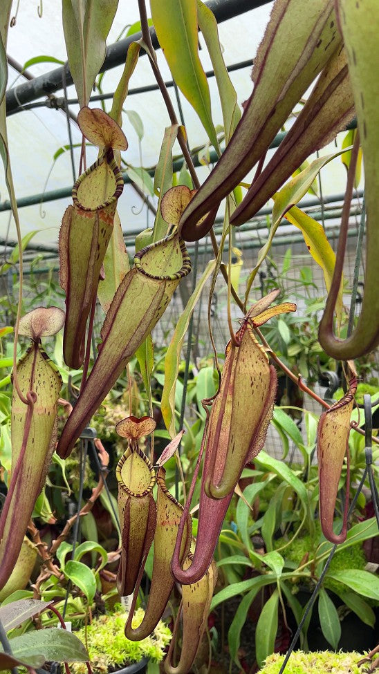 Nepenthes spectabilis x mirabilis var globosa