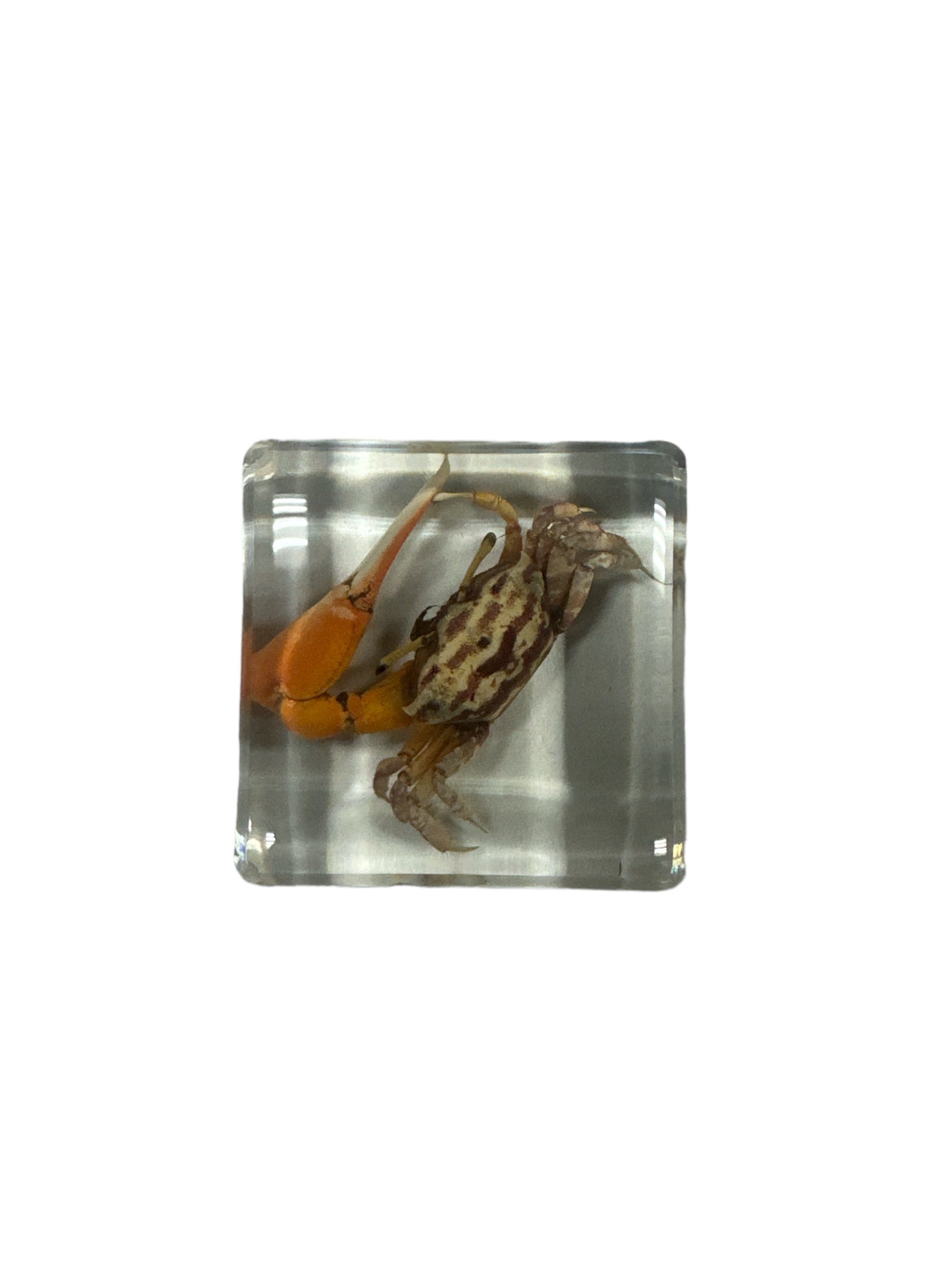 Fiddler Crab - Specimen In Resin