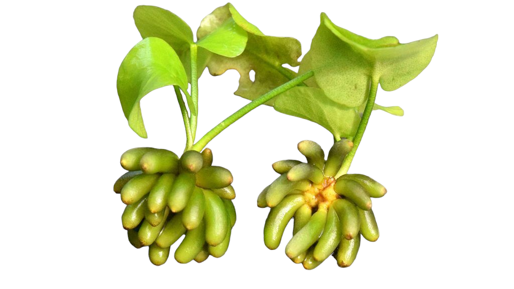 Banana Plant (Nymphoides aquatica)