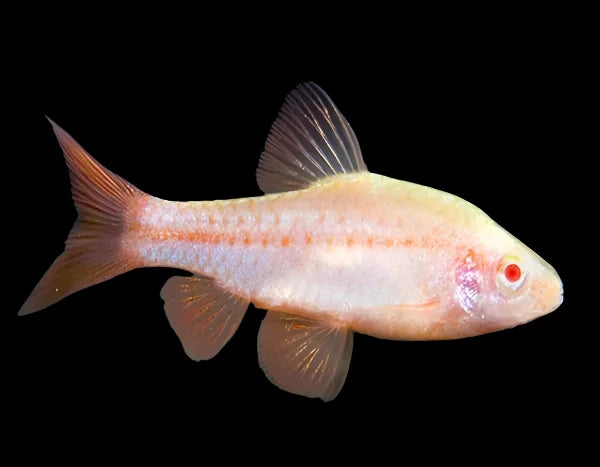 Barbus cerise albinos