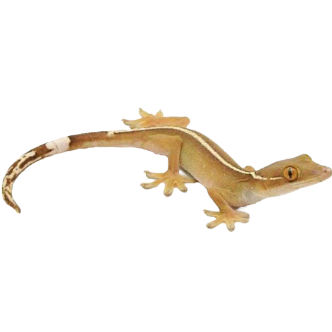 Gecko à lignes blanches