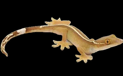 White-lined Gecko