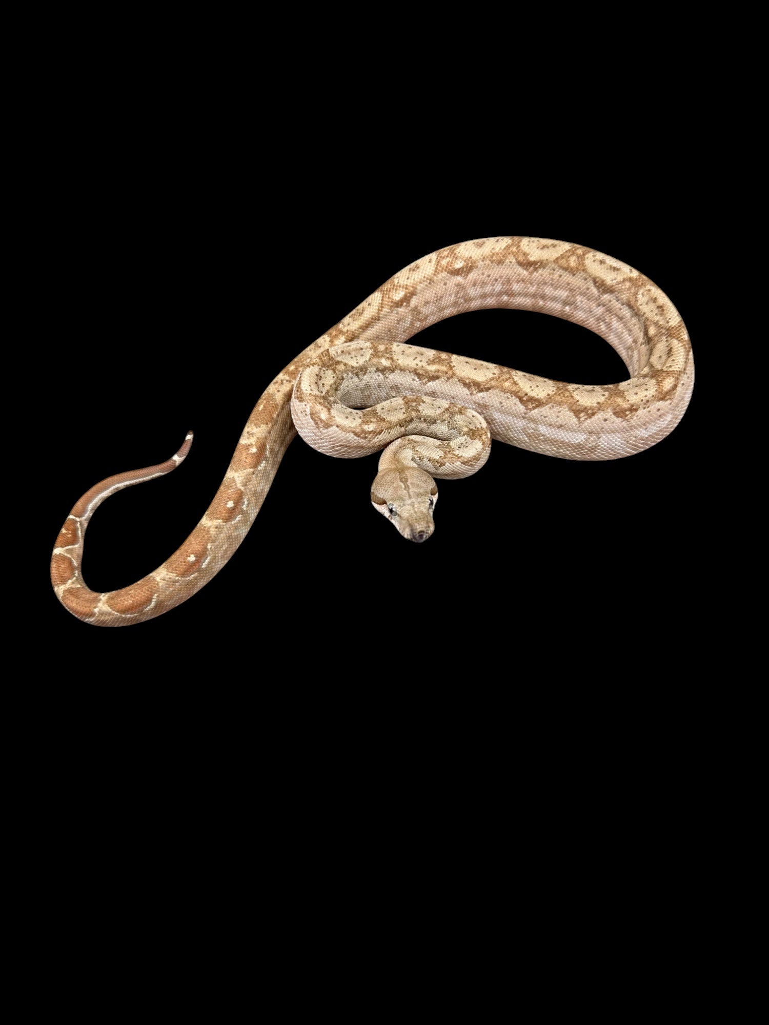 B.C.I (Burk's T+ Albino 66% Het Type 2 Anery Nicaraguan)