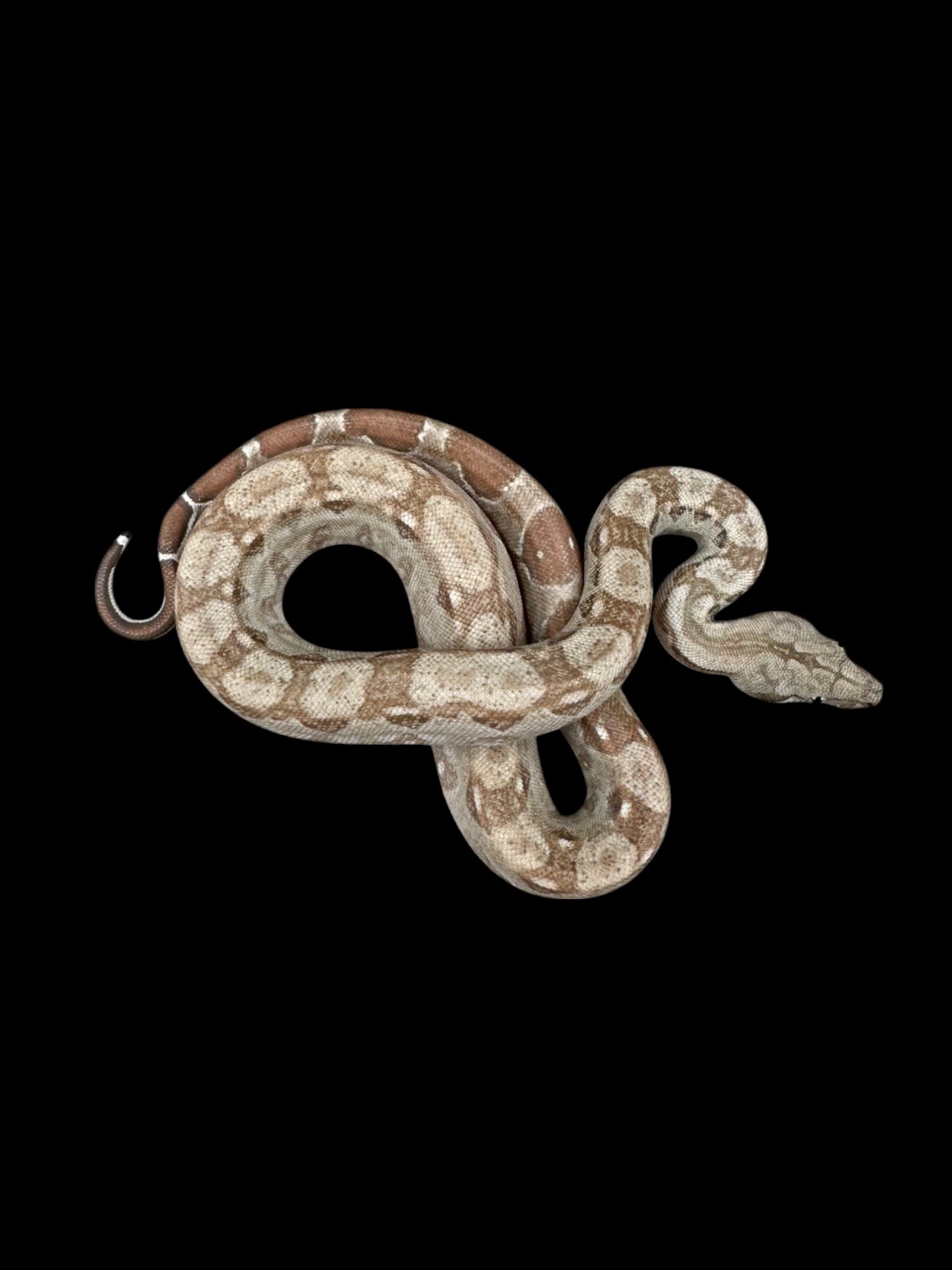 B.C.I (Burk's T+ Albino 66% Het Type 2 Anery Nicaraguan)