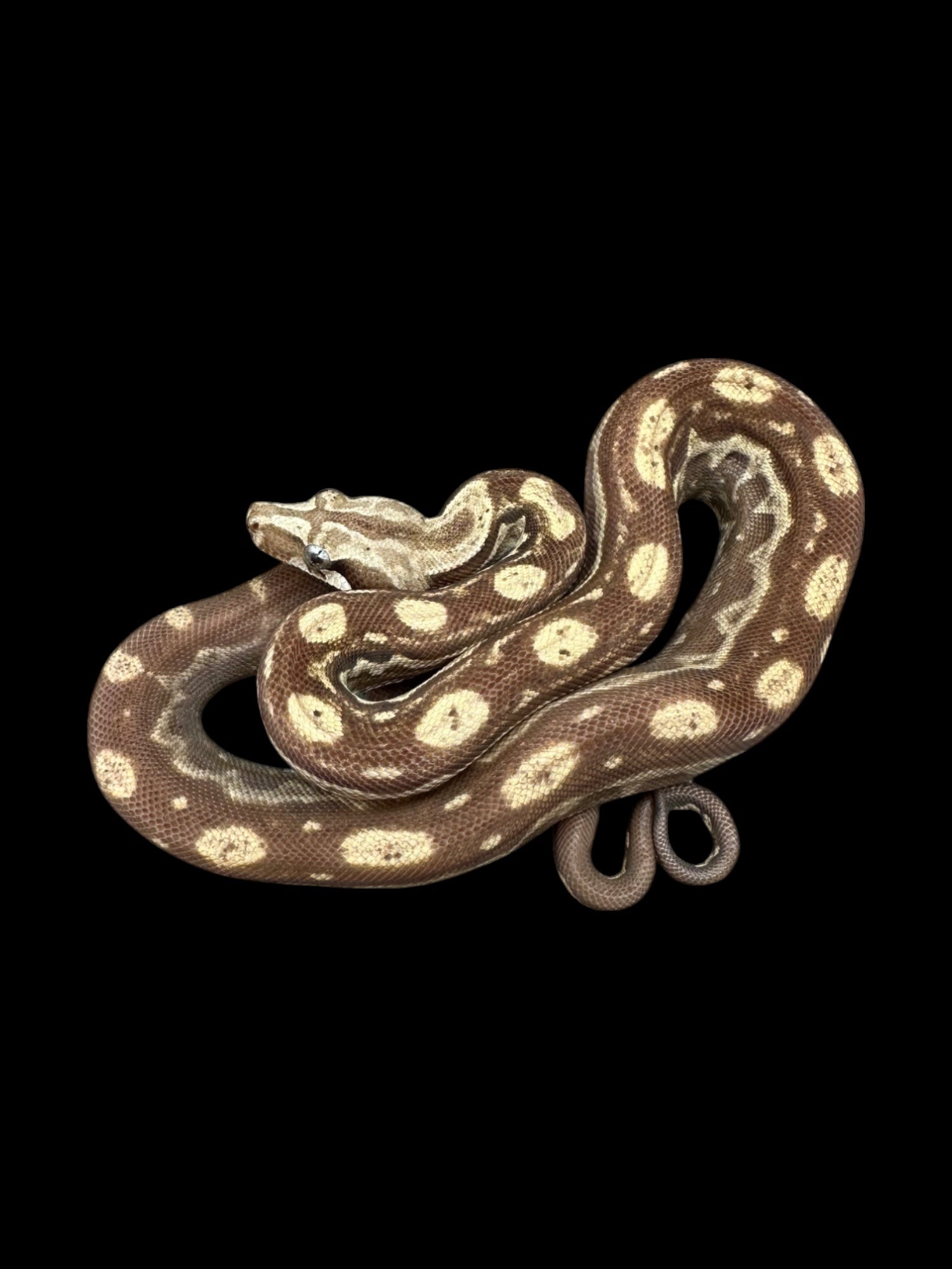 B.C.I (Motley Chocolate T+ Albino 66% Het Black Eyed Anery Nicaraguan)