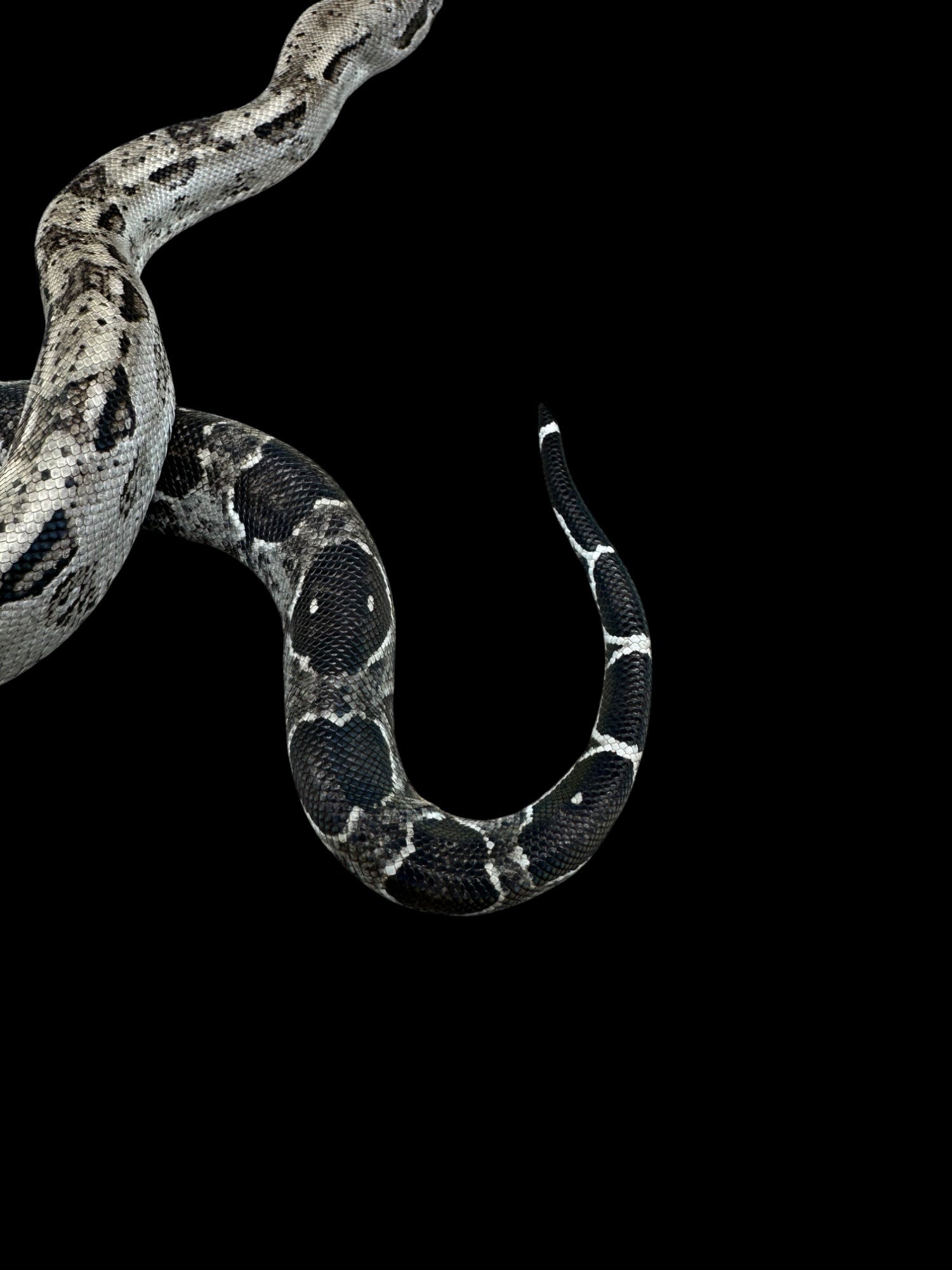 B.C.I (Type 2 Anery 66% Het Burk's T+ Albino Nicaraguan)