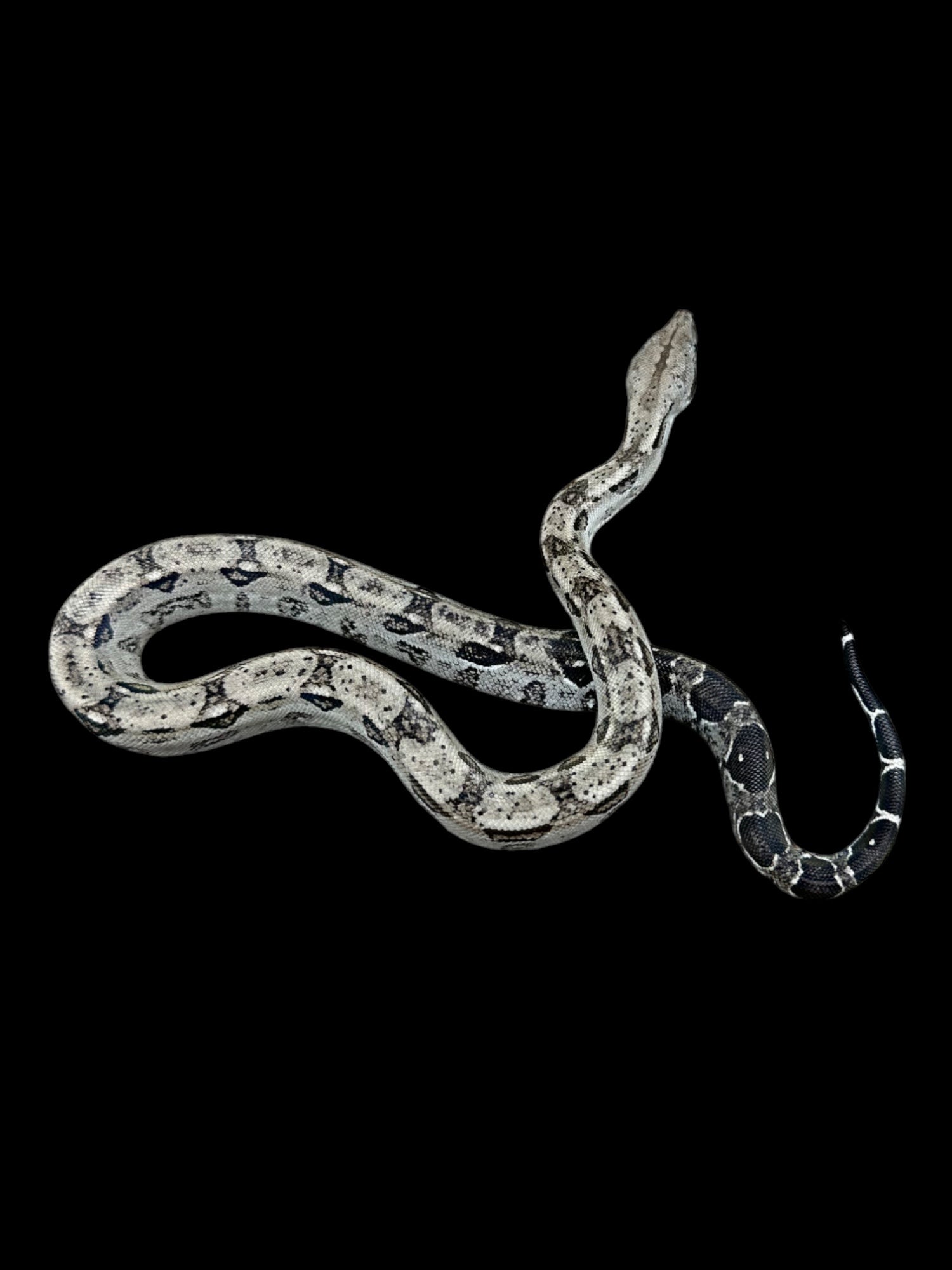 B.C.I (Type 2 Anery 66% Het Burk's T+ Albino Nicaraguan)