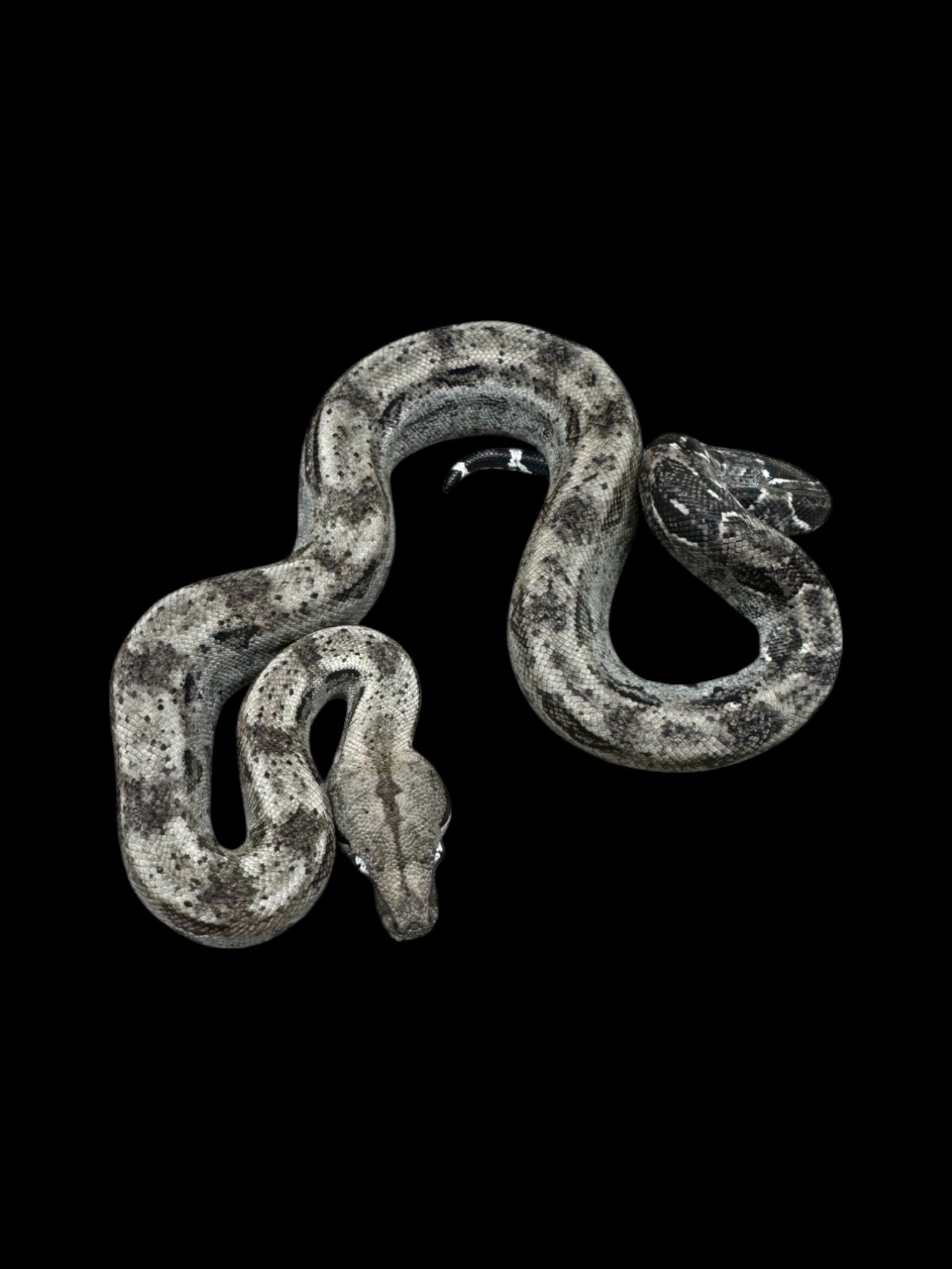 B.C.I (Type 2 Anery 66% Het Burk's T+ Albino Nicaraguan)