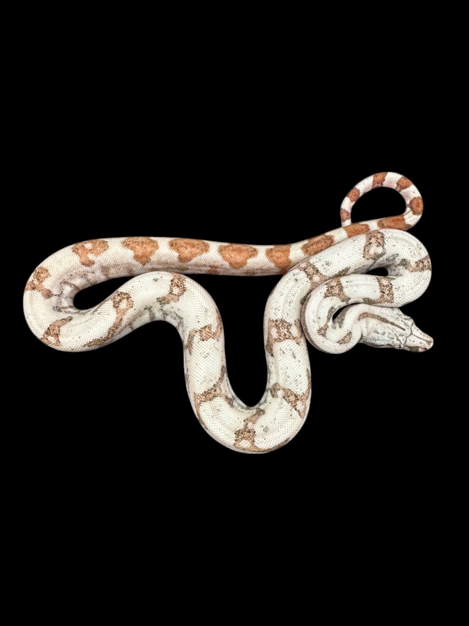 BCI (Coucher de soleil)