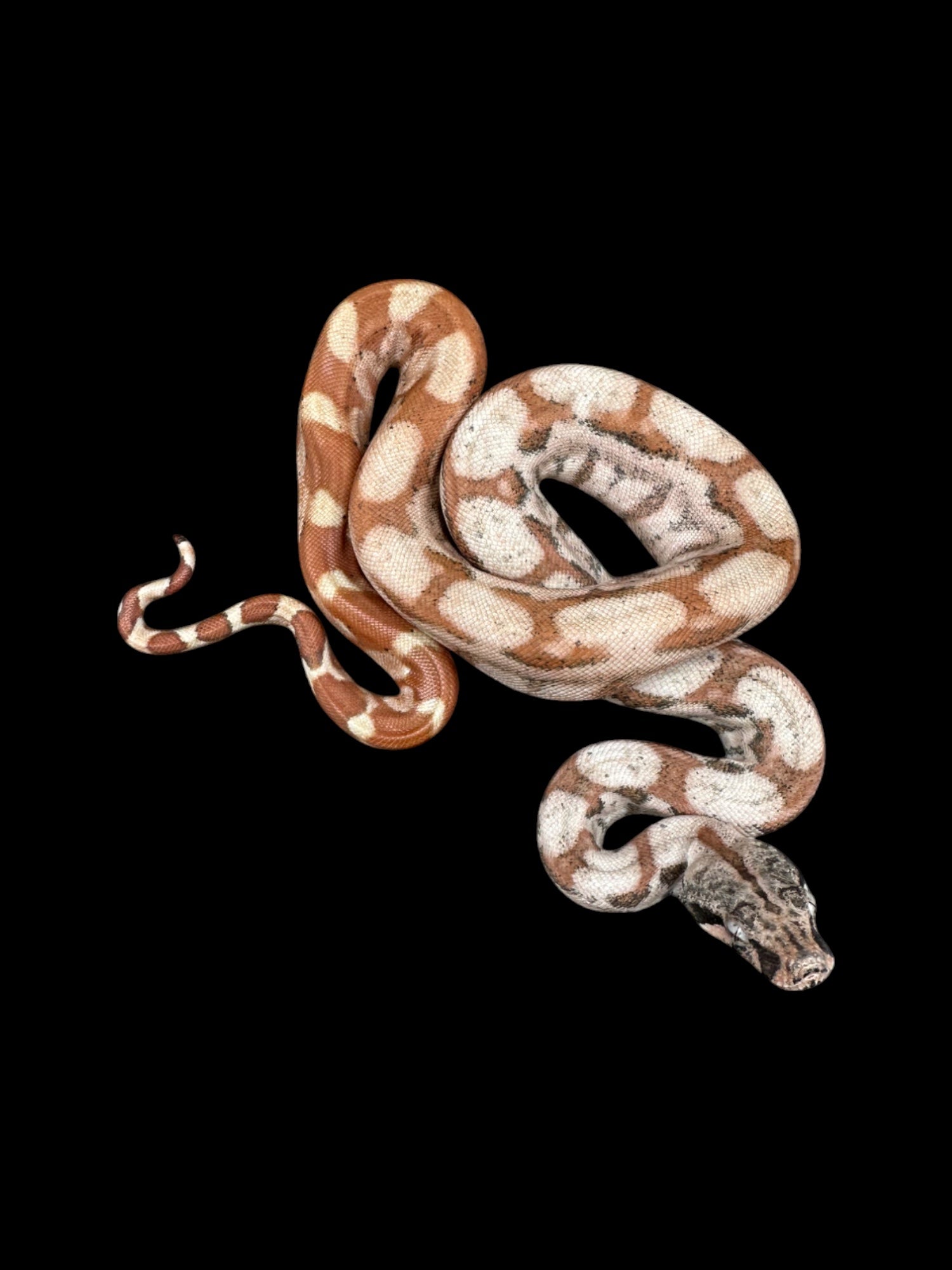 BCI (Coucher de soleil)