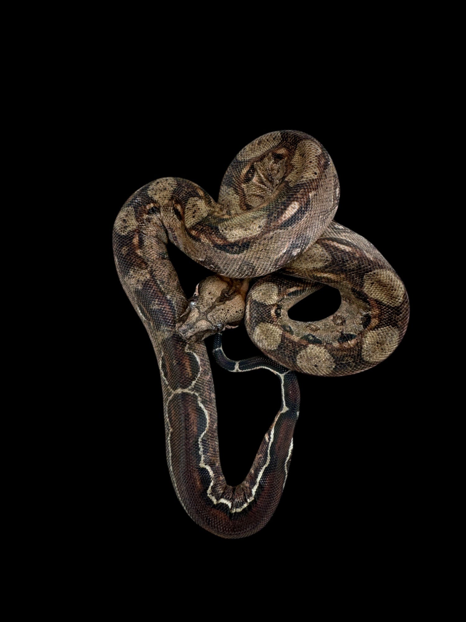B.C.I Cross (Double Het John Berry Blood El Salvador Boa/Leopard Sonoran Desert Boa)