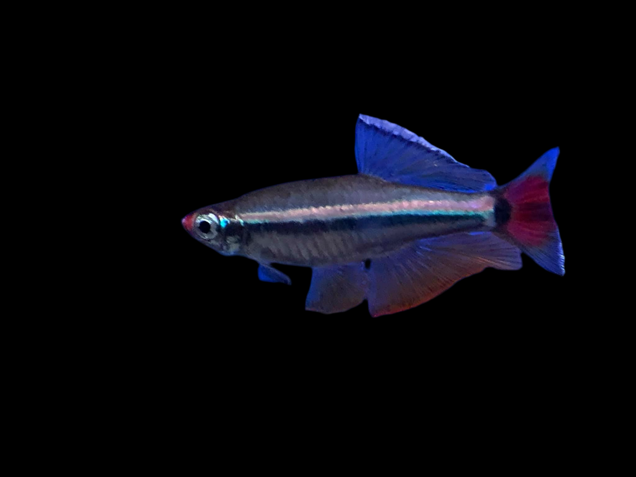 Vairons blancs vietnamiens