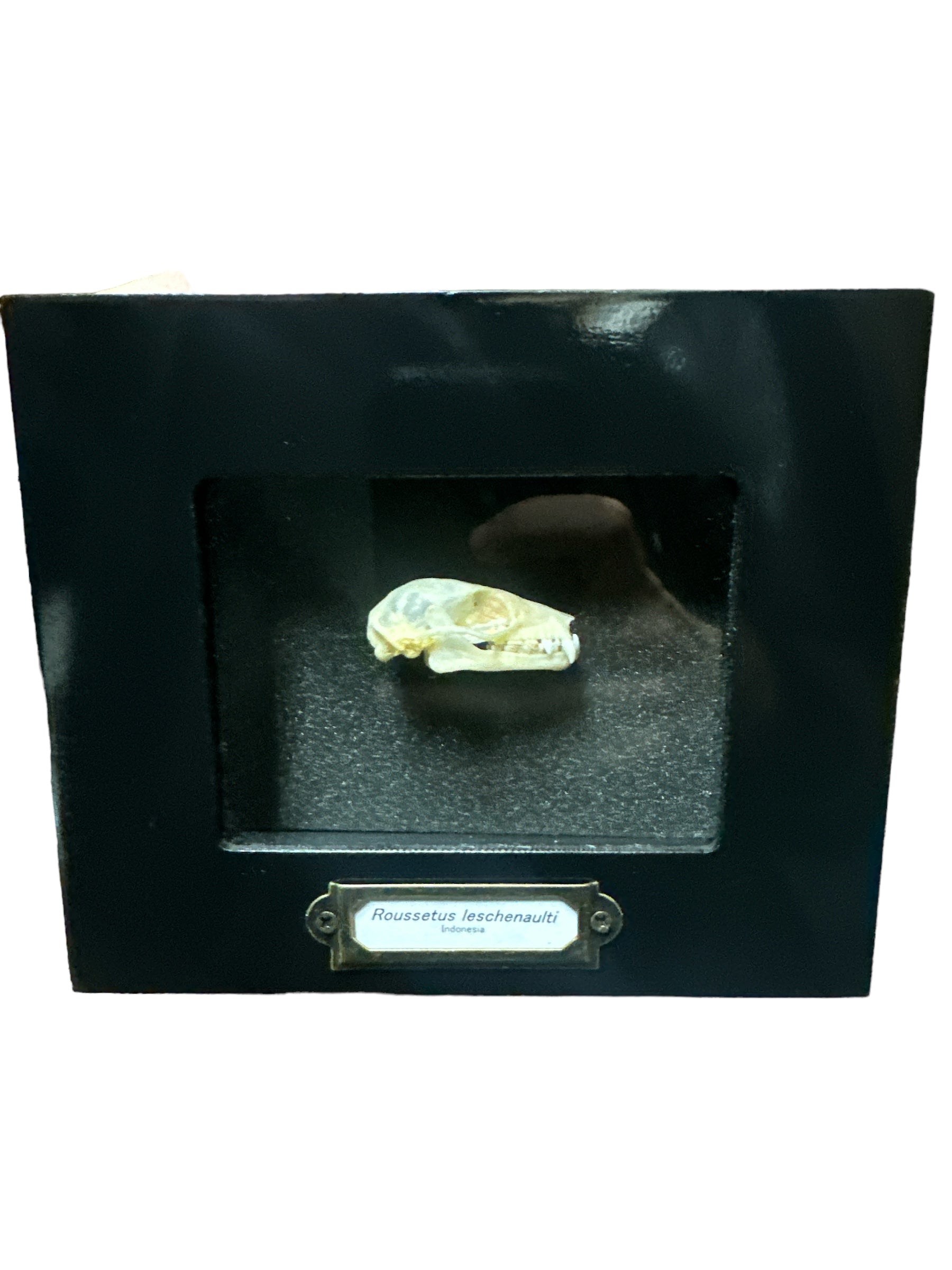 Chauve-souris fruitière fulvous - Crâne (Rousettus leschenaultii) - Cadre 2x3 »
